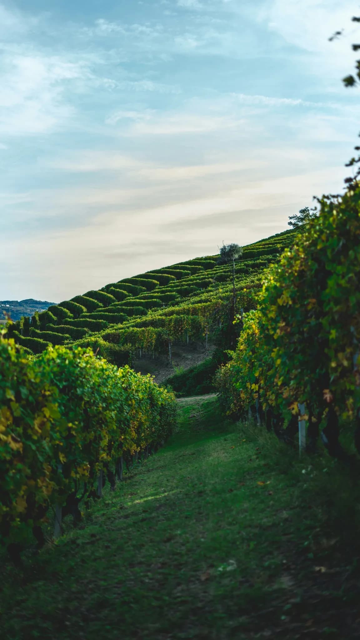 A sunlit vineyard landscape with a quiet, editorial wine-country feel and no people in frame